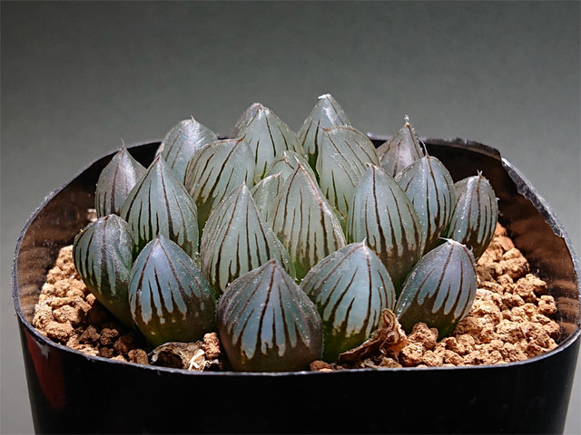 Haworthia Obtusa Black Obtusa ハオルチア ブラックオブツーサ サボテンと多肉植物の店 サイベリア