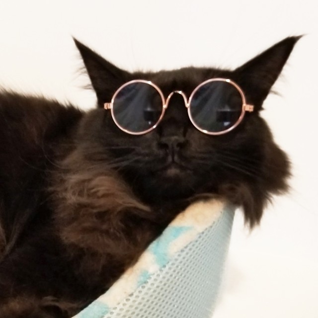 小型 ペット用サングラス 犬 猫 けもの屋