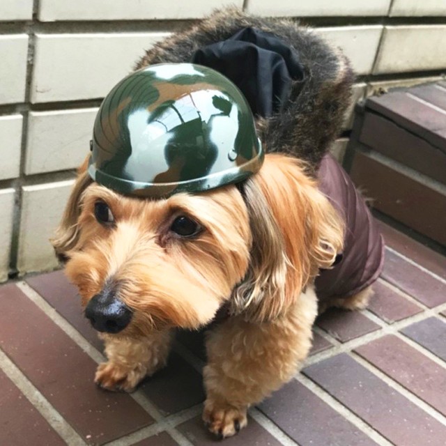 ペットヘルメット 迷彩 カモフラ ドッグ キャット ペットアクセサリー ペットグッズ 小型犬用 帽子 ミニヘルメット ヘルメット ペット用品 犬 猫 カモフラージュ柄 ミリタリー Hel2 けもの屋