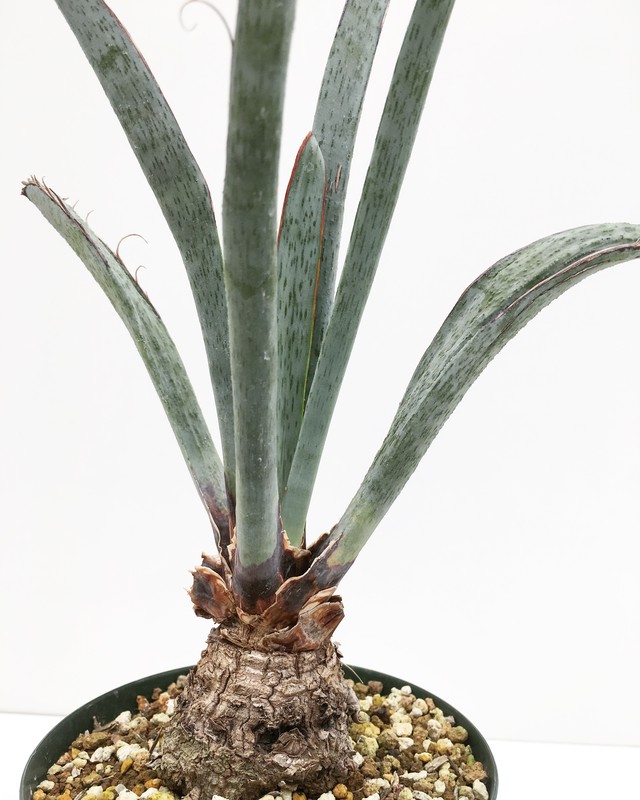 ユッカ エンドリッキアーナ Yucca Endrichiana 1709 Spg For Sale