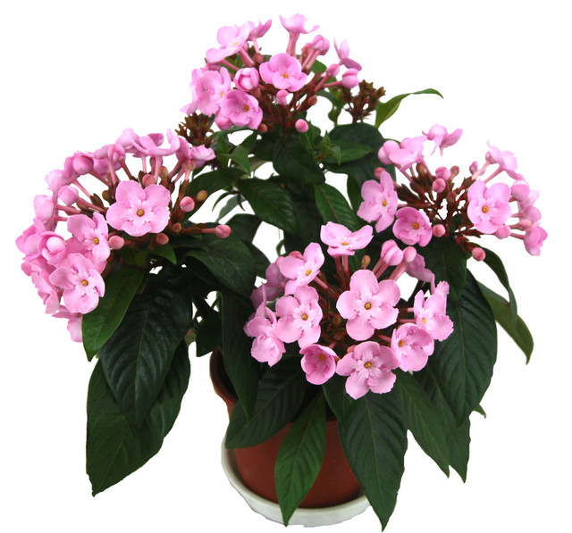 ルクリア 花鉢 フラワー・オブ・ザイヤー2011-2012 (登坂園芸)
