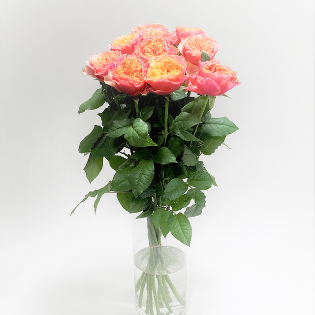 Rose ケンジントンガーデン 10本 (JAひまわり バラ部会)