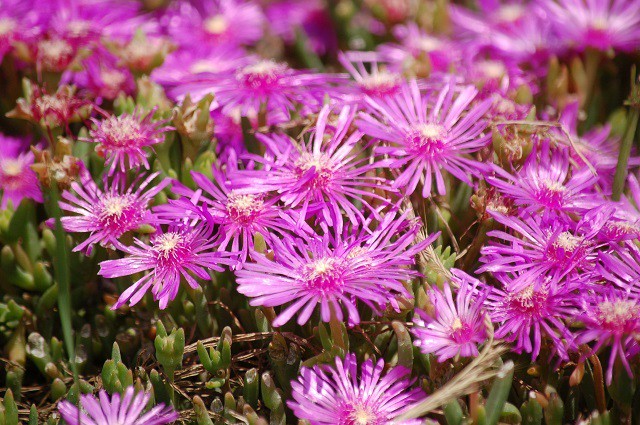 マツバギクの花の写真 写真屋 ４ イメージ