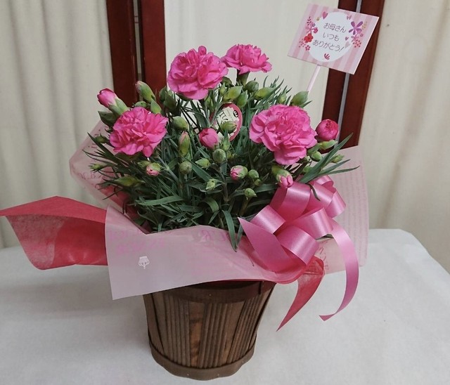 No 2 カゴ入りカーネーション5号鉢 ピンク Greenstyle Itami