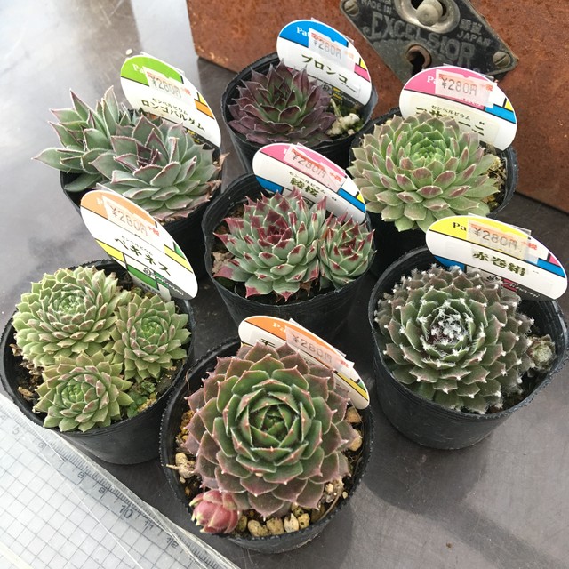 センペルビウム 各種 Rupo 多肉植物専門店