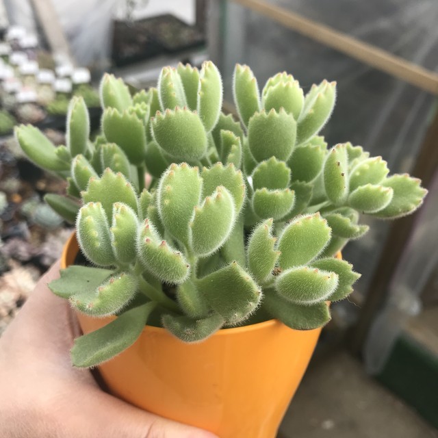 多肉植物 熊童子 ゆき のんちゃんのお店屋さん