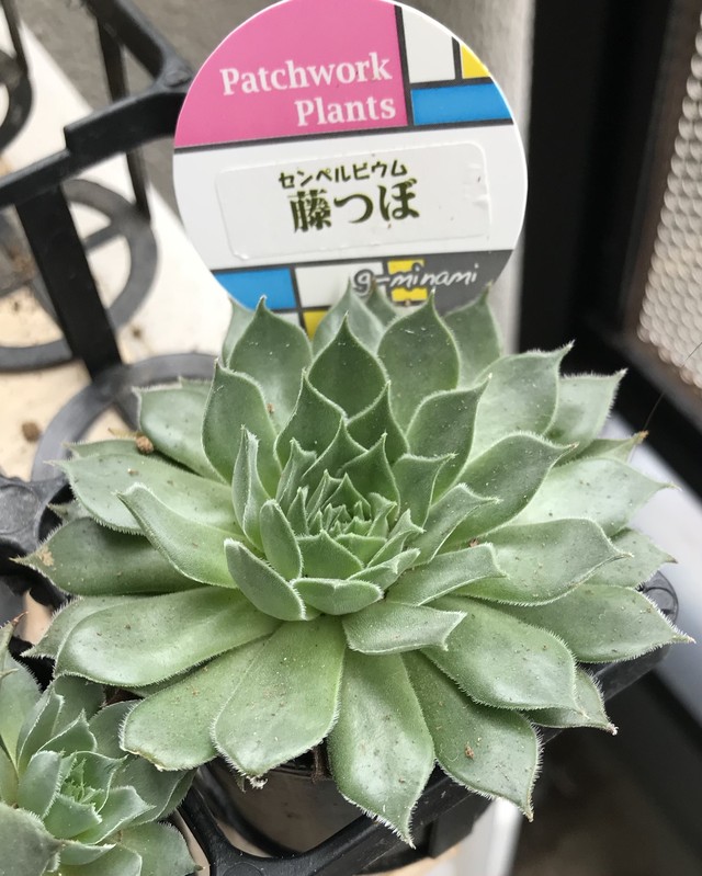 多肉植物 センペルビウム 藤つぼ おハリしごと
