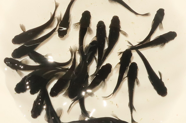 オロチメダカ ５匹 メダカ屋楓