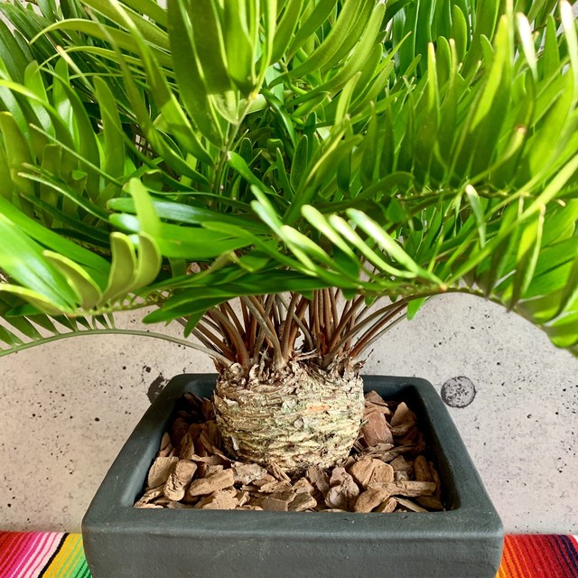 ザミア フロリダーナ 珍しい双頭タイプ 送料込み Planet Plants プラネットプランツ