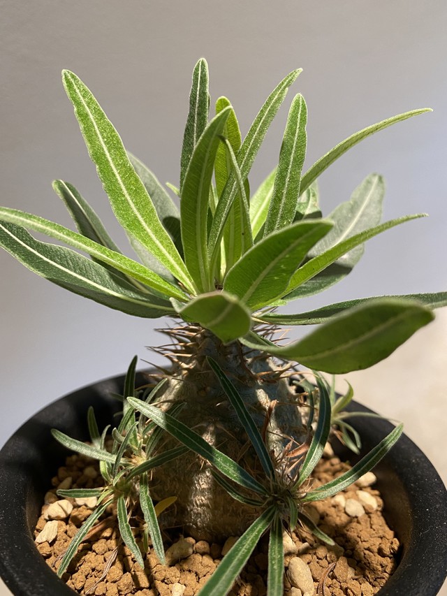 Pachypodium Gracilius パキポディウム グラキリス 実生no 1 Hanacho Exotics Plants