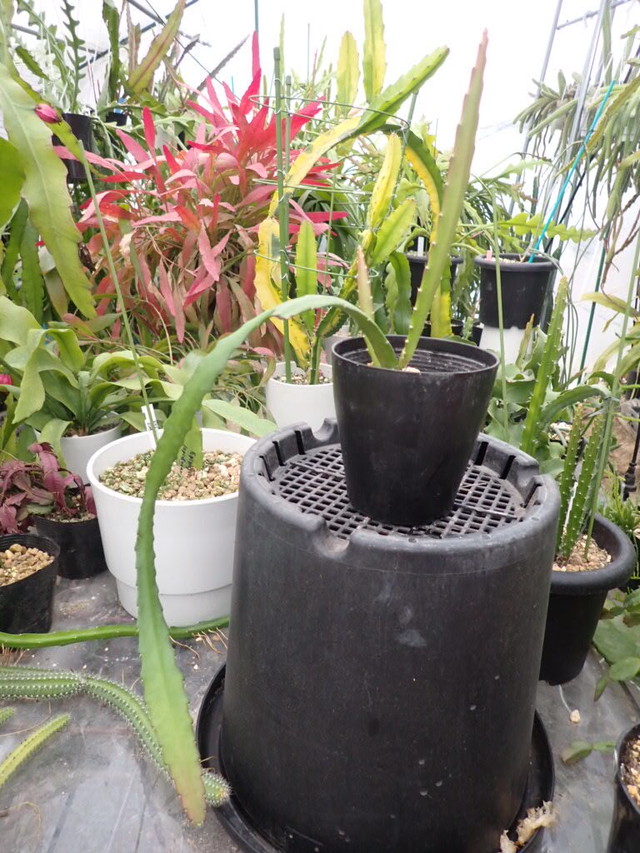 Epiphyllum Hybrid チバ キッド １０ ５ｃｍｐｏｔ苗 ３ ５号鉢 ｕｎｂｅｒ ｋｅｌｐ クジャクサボテン 販売 森林サボテン 販売