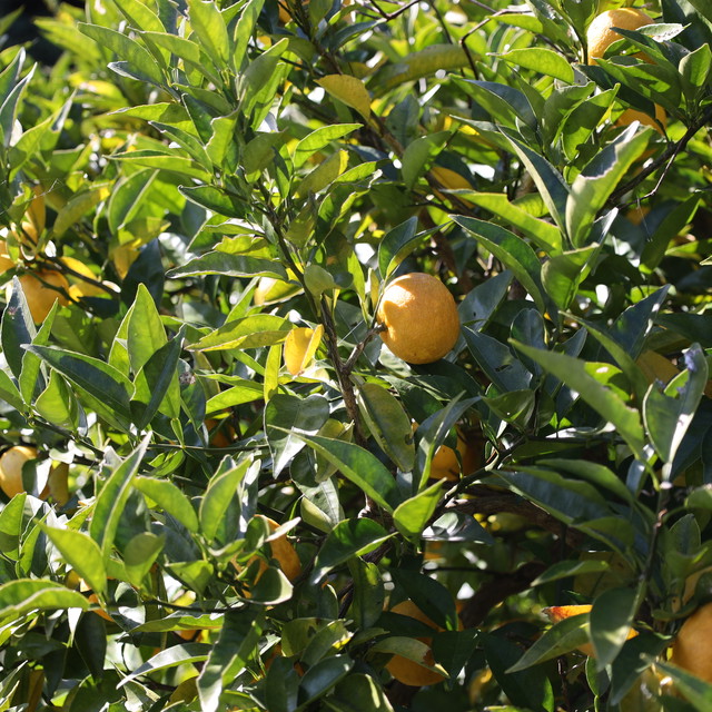 すだち 木熟 農薬不使用 10個入 奈良県産 秋の味覚 季節限定 烏梅づくりの里 梅古庵