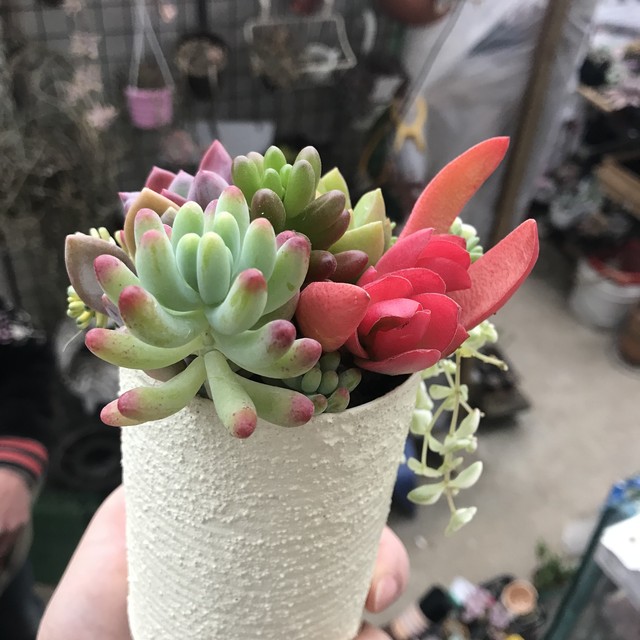 多肉植物 リメ缶付き寄せ植え ゆき のんちゃんのお店屋さん