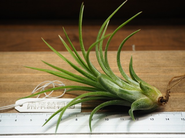 チランジア イオナンタ グレイス T Ionantha Grace 常葉植物園