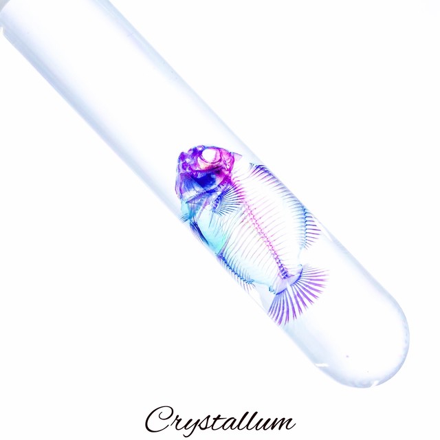 透明標本 カクレクマノミ 試験管 Crystallum