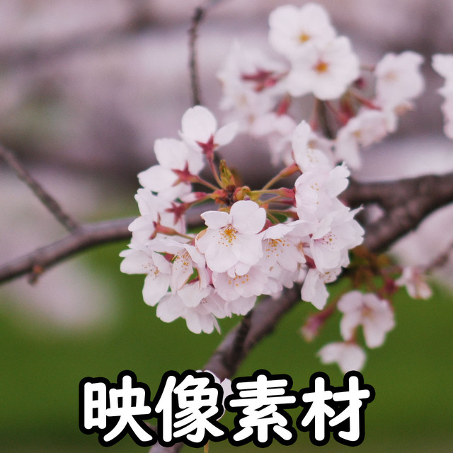 映像 動画素材 日本の桜 サクラ さくら Letsshare