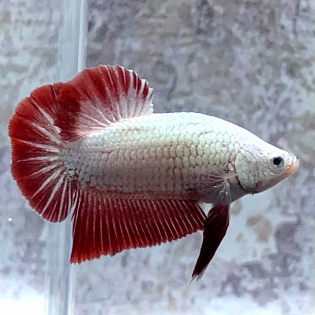 ベタ プラカット 乳白系 緋色系 動画つき 泡 Abuku