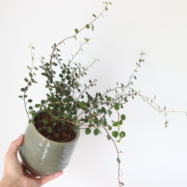 ワイヤープランツ コンプレッサ 植物屋 Fyto