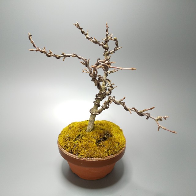 トウカエデ 唐楓 S002 盆栽創 Bonsaisou