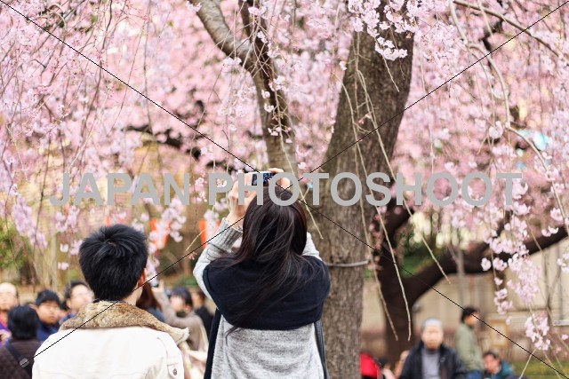 桜 サクラ をスマートフォンで撮影するカップル写真素材 画像素材 ジャパンフォトシュート写真 画像素材販売ショップ Japan Photoshoot Shop