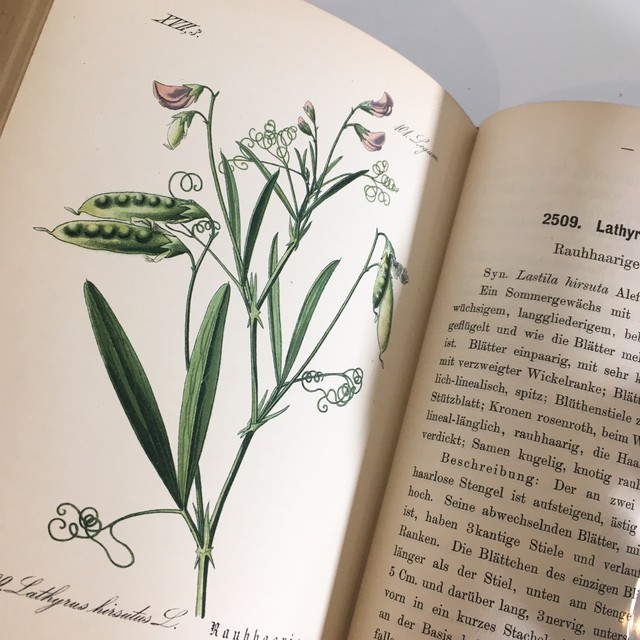Ernst Hallier ドイツの植物図鑑 Vol 24 カラープレート106枚 1800年後半 クロモリトグラフ べるりんのーと