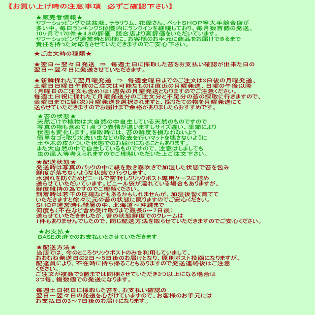 まんまるぷくぷく肉厚 可愛いまめづた 多肉系の質感でアクアテラ ビオトープにオススメ ナチュライフ