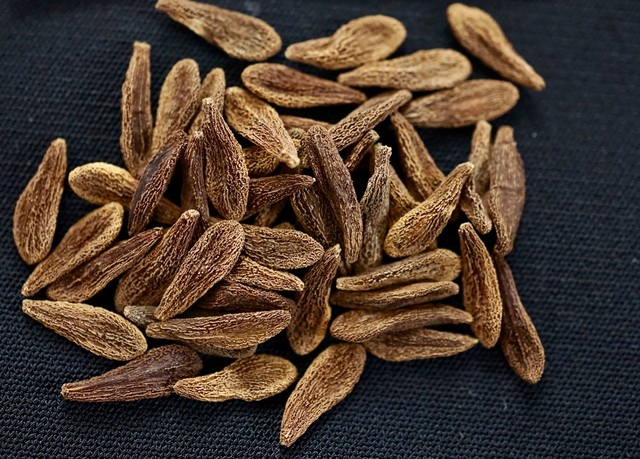 パキポディウム アンボンゲンセ Ambongense 種子 10粒 Caudex Farm