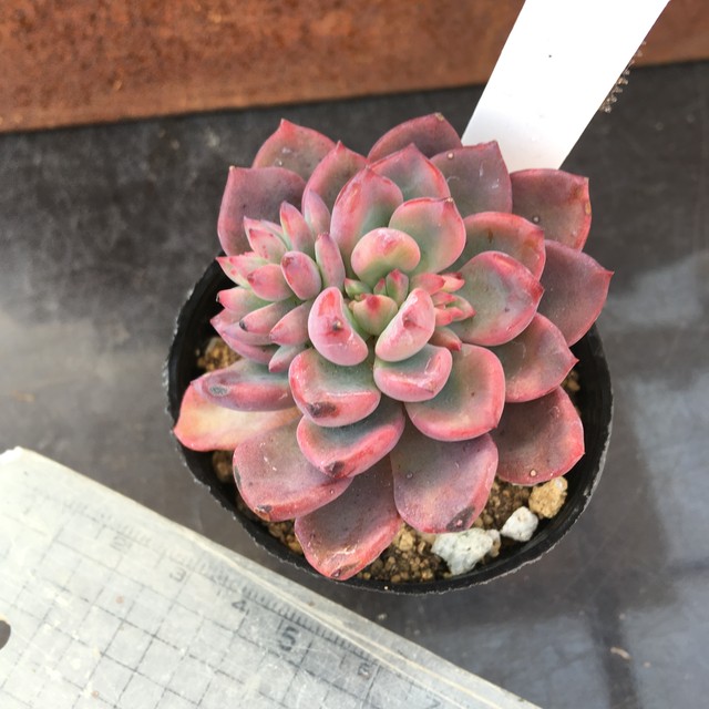 ラウ065 Rupo 多肉植物専門店