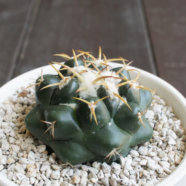 現物 象牙丸 コリファンタ サボテン 多肉植物 多肉植物メインの植物店 Succulents Plants Gemmafolia