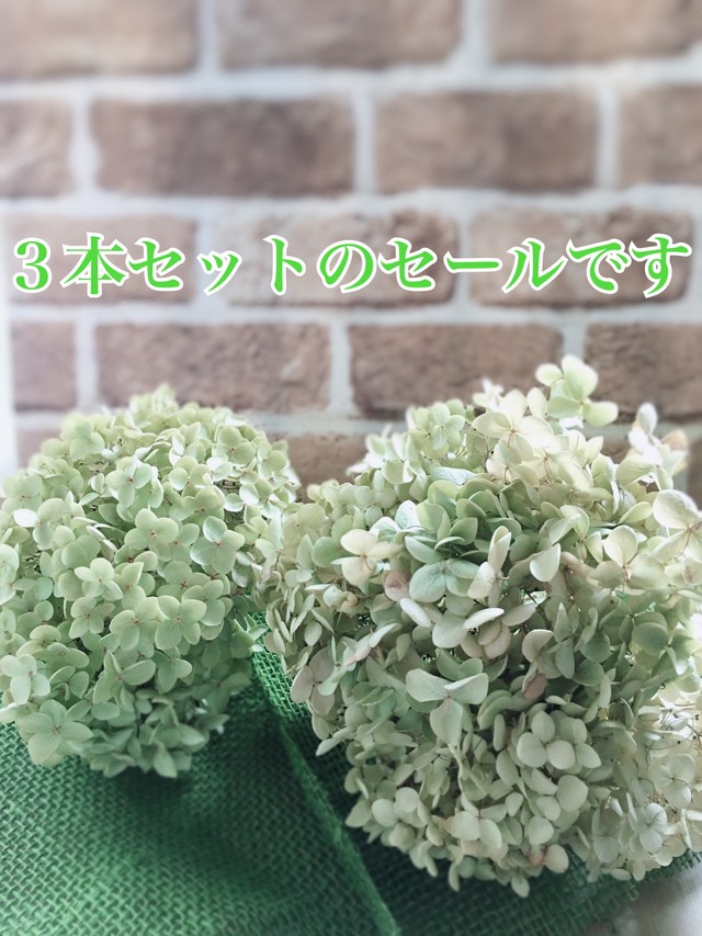 西洋アジサイ アナベルのドライフラワー 2本 3本セットに最終売りつくしセールです Green Garden Fleur ドライフラワー 西洋アジサイ アナベルのドライフラワー 2本 3本セットに最終売りつくしセールです Green Garden Fleur ドライフラワー