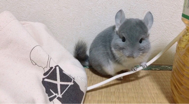 T様オーダーチンチラのまむちゃん Kralik