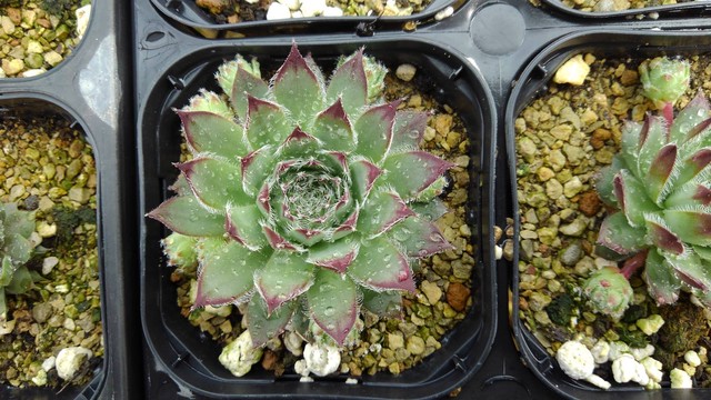 センペルビウム スターシャイン Greendays