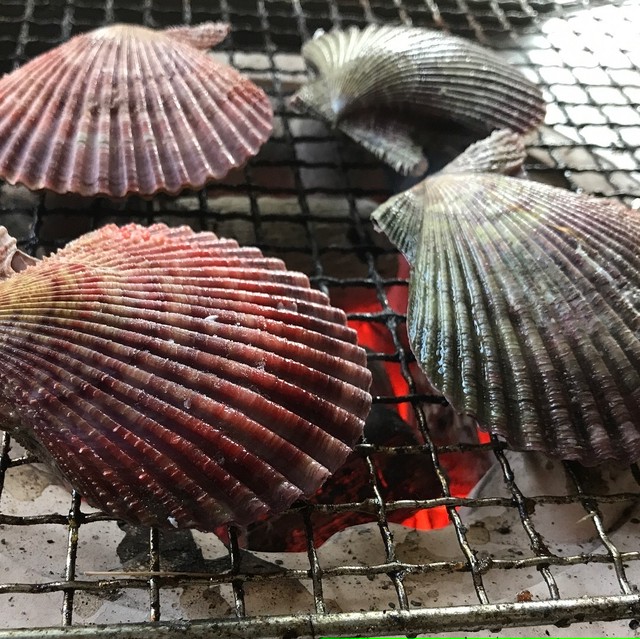 全国送料無料 対馬発祥元祖ヒオウギ貝40枚セット 全国送料無料 対馬庵