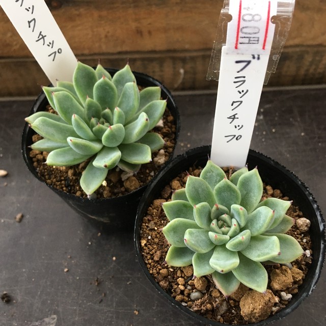 ブラックチップ Rupo 多肉植物専門店