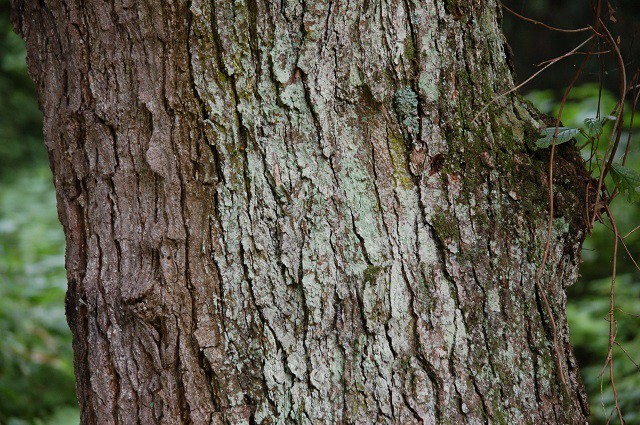 木の幹の写真 写真屋 ６ 植物