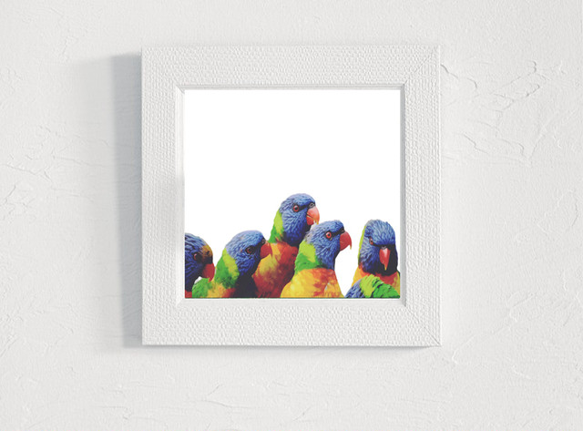 レインボーロリキート Rainbowlorikeets Qspdesign