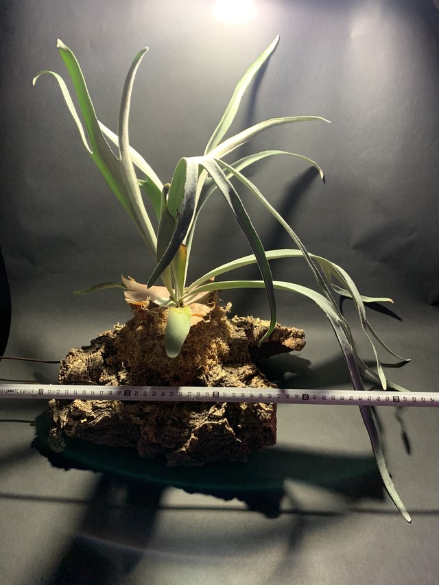 コウモリラン ビーチー Hananoyume Law