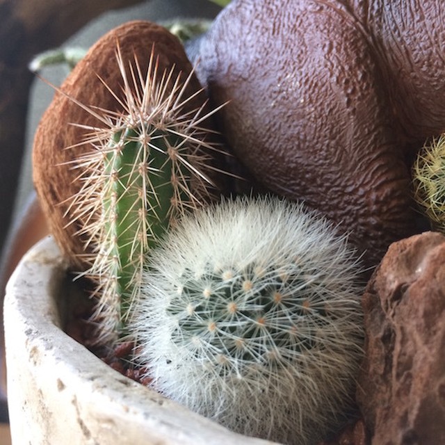 Gyaooo ティラノサウルス Saboten Missile