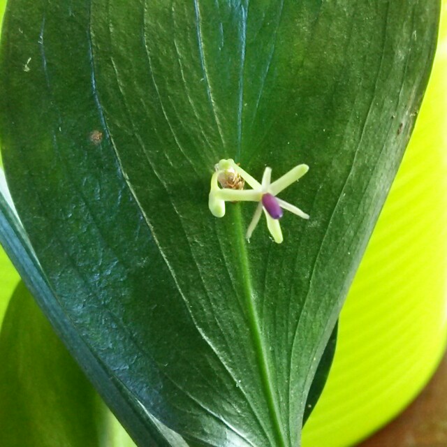 ルスカスの切り葉 ３本 Hanazukin 花ずきん 農家直送の花苗 シンビジュームの花束