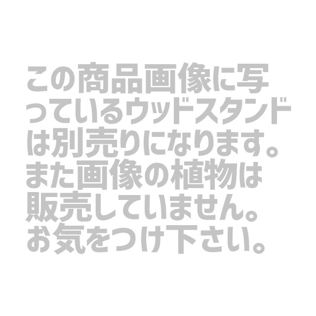 数量限定人気のセラミックポット 鉢 Vitroビトロ エンデカ 13号 受け皿付き ターコイズ Noonflos Flower Shop Floral Design