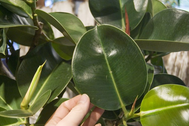 23区内限定配送 フィカス エラスティカ ソフィア Neo Green