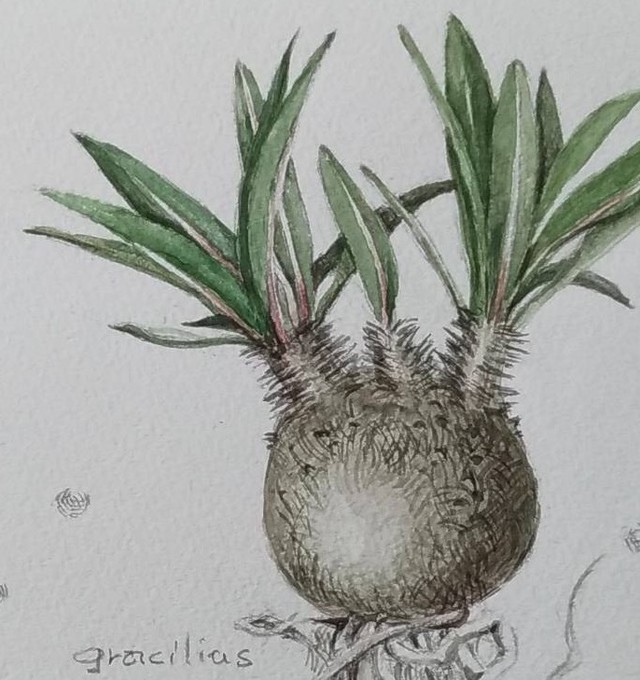 パキポディウム グラキリス 植物画 原画 Pachypodium Gracilius Mayco S Succulent Art Box