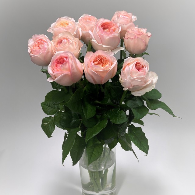 Rose アンジェリークロマンチカ 10本 (JAひまわり バラ部会)