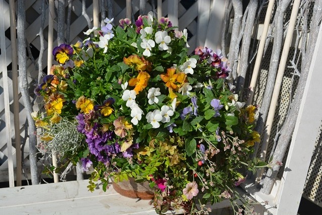 寄せ植え 苗もりもりポット 季節のお花ビオラ アリッサム等おまかせタイプ 春まで楽しめちゃう Hanalink