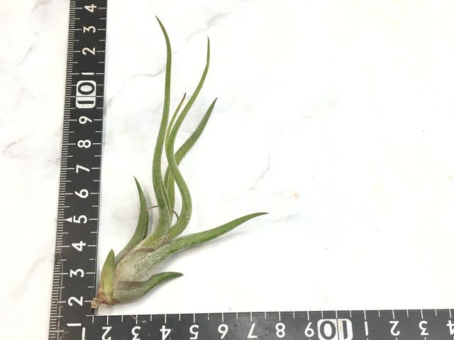 たゆみま カプトメドューサ ミニ Green Jam Foliageplant たゆみま カプトメドューサ ミニ Green Jam Foliageplant