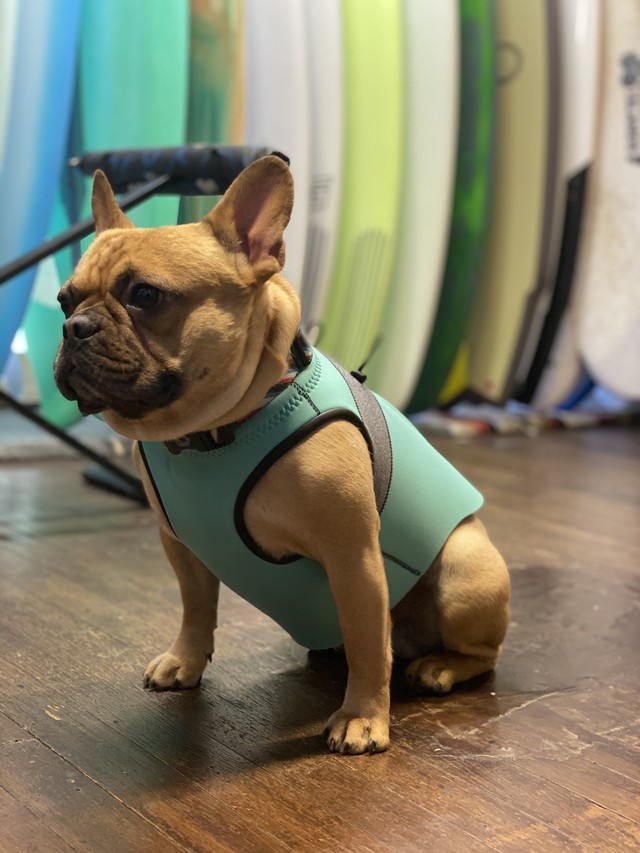 H Y Craft Works Training Wetsuits For Dogs 犬用トレーニングウェットスーツ Fujiichi