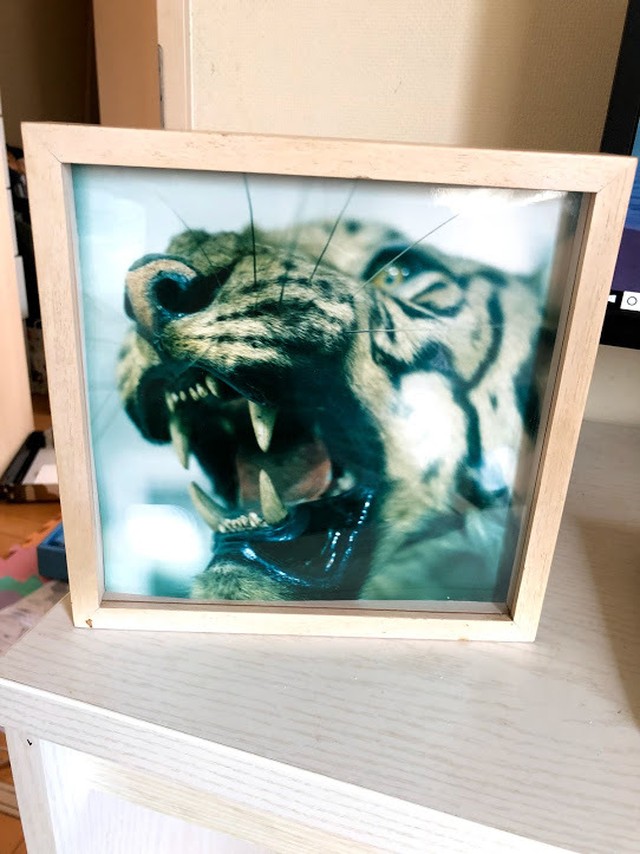 剥製の虎 撮影地インド Sirokumadou