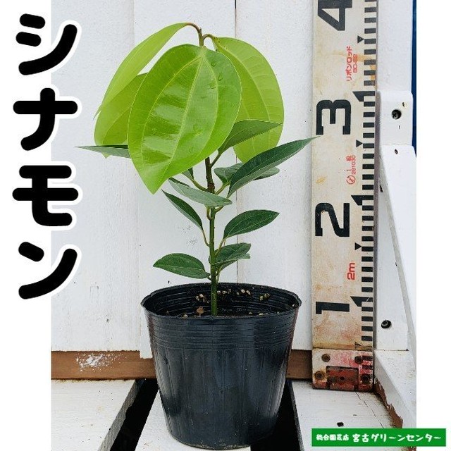 シナモン苗 13 5cmポット 観葉植物 宮古グリーンセンター