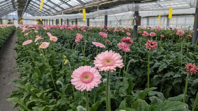 送料込み お花アソート ガーベラ ダリア デルフィニウム スターチス 40本セット Flower Cycle Marche 株式会社rin