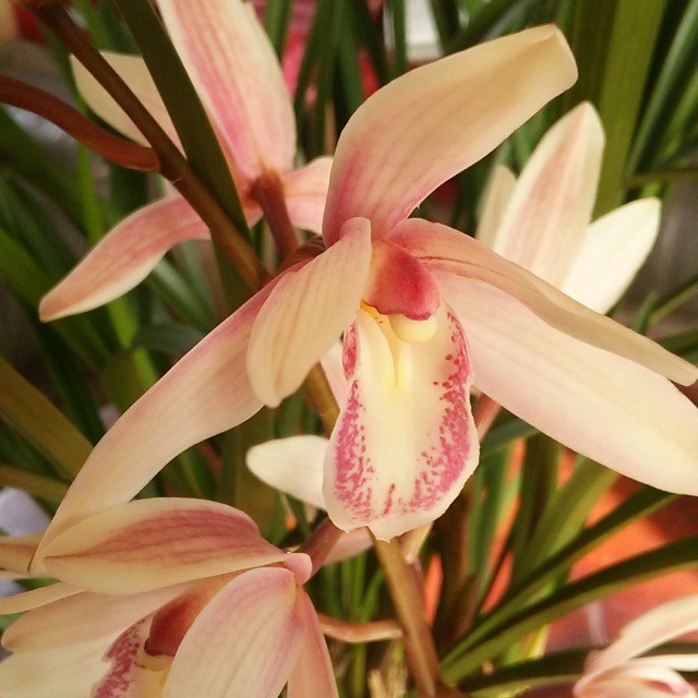 ベンジャミン ゴールド10 5cmポット苗 Hanazukin 花ずきん 農家直送の花苗 シンビジュームの花束